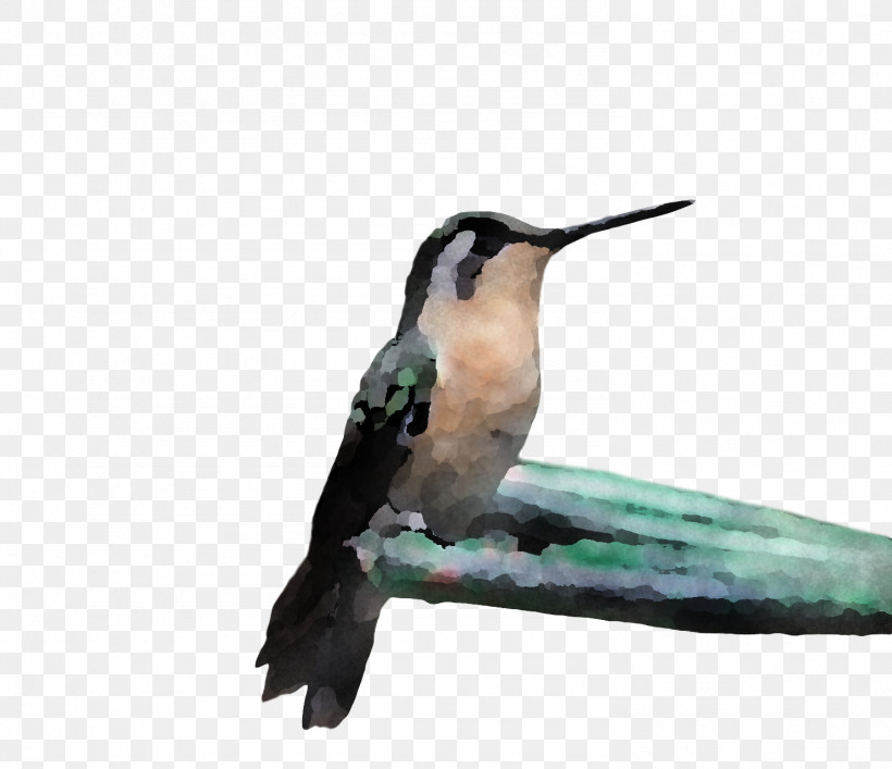 Bird, PNG, 1484x1280px, Bird, Beak, Coraciiformes, Hummingbird, Rubythroated Hummingbird Download Free