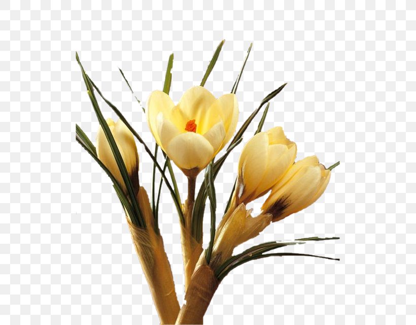 Crocus Cut Flowers Floral Design Plant Stem, PNG, 521x640px, Crocus, Artificial Flower, Branch, Bud, Cut Flowers Download Free