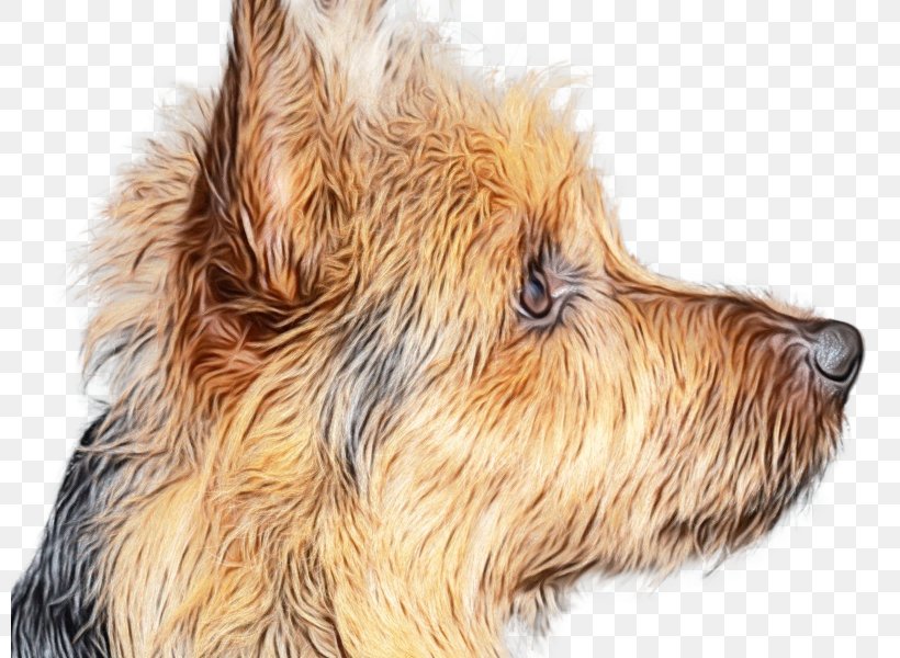Dog Drawing, PNG, 800x600px, Norwich Terrier, Airedale Terrier, Australian Silky Terrier, Australian Terrier, Berger Picard Download Free