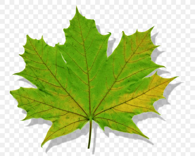 Maple Leaf Norway Maple Tree Silver Maple, PNG, 761x656px, Maple Leaf, Invasive Species, Issuu Inc, Leaf, London Plane Download Free