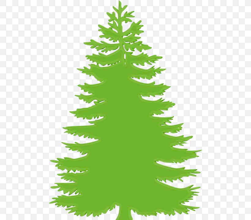 Shortleaf Black Spruce Balsam Fir Colorado Spruce Yellow Fir White Pine, PNG, 500x720px, Watercolor, Balsam Fir, Canadian Fir, Colorado Spruce, Green Download Free