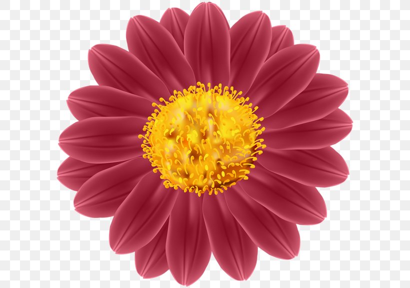 Transvaal Daisy Clip Art, PNG, 600x575px, Transvaal Daisy, Annual Plant, Aster, Chrysanths, Cut Flowers Download Free