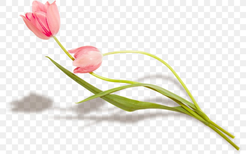 Tulip Flower Petal Plant Stem, PNG, 800x512px, Tulip, Bud, Flower, Flowering Plant, Herbaceous Plant Download Free