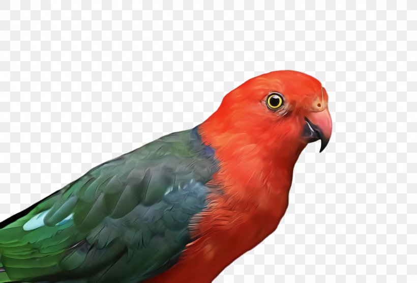 Bird Parrot, PNG, 2428x1648px, Lovebird, Adaptation, Beak, Bird, Budgie Download Free