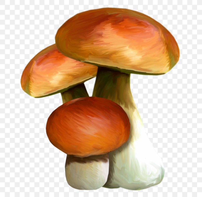 Edible Mushroom Watercolor Painting, PNG, 695x800px, Edible Mushroom, Ingredient, Mushroom, Painting, Poster Download Free