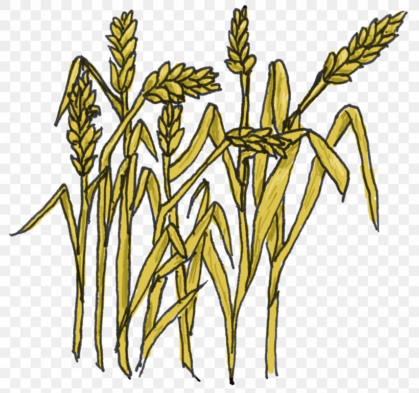 Grain Cereal Wheat Clip Art, PNG, 1783x1673px, Grain, Art, Barley, Branch, Cereal Download Free