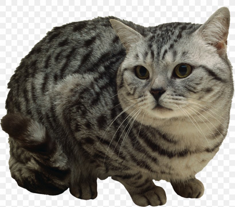 Kitten Ocicat Bengal Cat Sphynx Cat Stock Photography, PNG, 2237x1977px, Kitten, American Shorthair, American Wirehair, Animal, Asian Download Free
