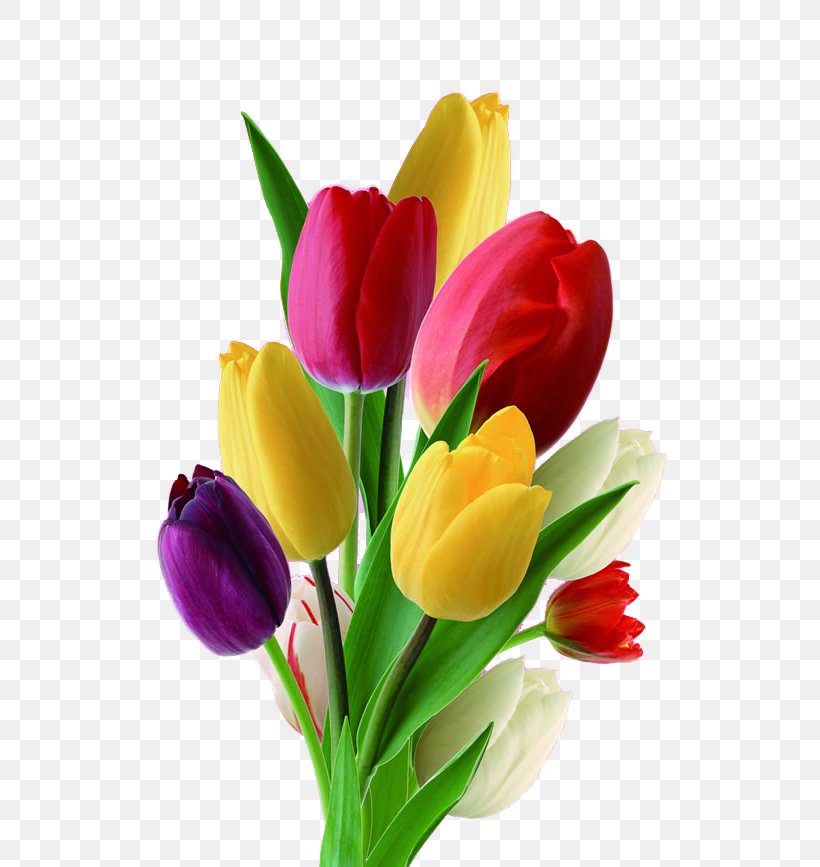 Netherlands Tulip Flower Nosegay, PNG, 650x867px, Netherlands, Artificial Flower, Cut Flowers, Drawing, Floral Design Download Free