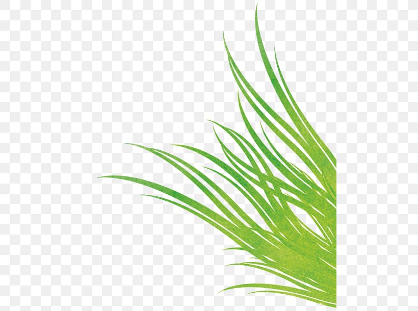 Sweet Grass Green Leaf Plant Stem, PNG, 500x610px, Sweet Grass, Aquarium, Aquarium Decor, Commodity, Grass Download Free