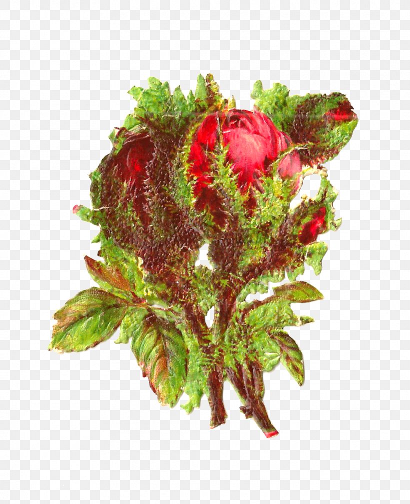 Cut Flowers Portulaca Grandiflora Rose Victorian Era Clip Art, PNG, 1065x1310px, Cut Flowers, Aquarium Decor, Centifolia Roses, Floral Design, Flower Download Free