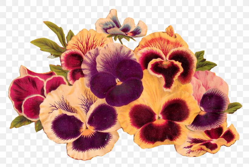 Flower Pansy Royalty-free Clip Art, PNG, 1600x1077px, Flower, Animation, Drawing, Flower Garden, Flowering Plant Download Free