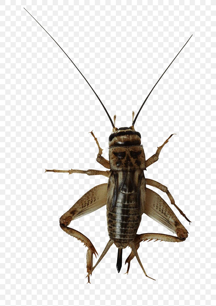 Insect Image File Formats, PNG, 768x1163px, Insect, Arthropod, Cricket, Cricket Like Insect, Grasshopper Download Free
