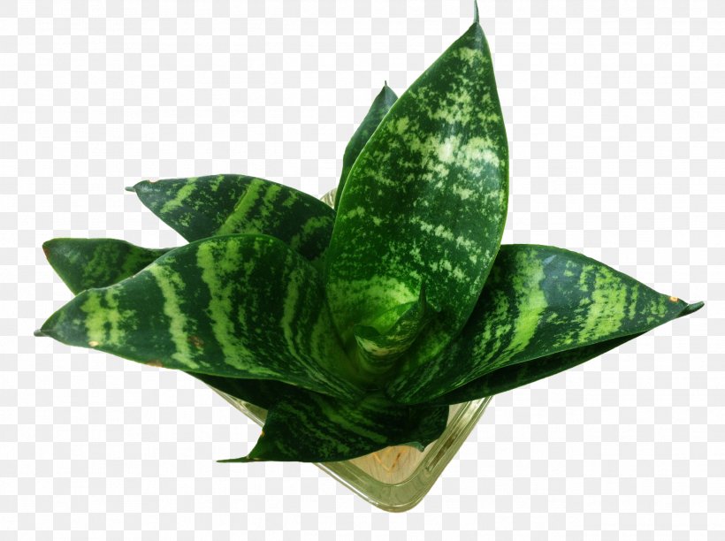 Piu010dxedn Sansevieria Leaf Plant, PNG, 2592x1936px, Sansevieria, Agave, Flowerpot, Information, Leaf Download Free