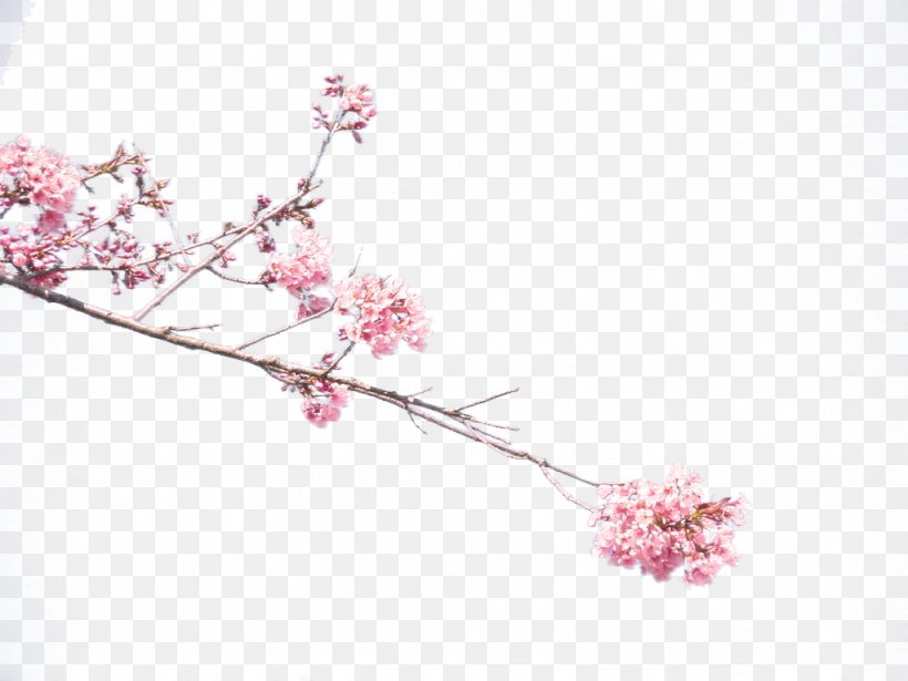 Plum Blossom Common Plum Petal, PNG, 1024x768px, Plum Blossom, Blossom, Branch, Cherry Blossom, Common Plum Download Free