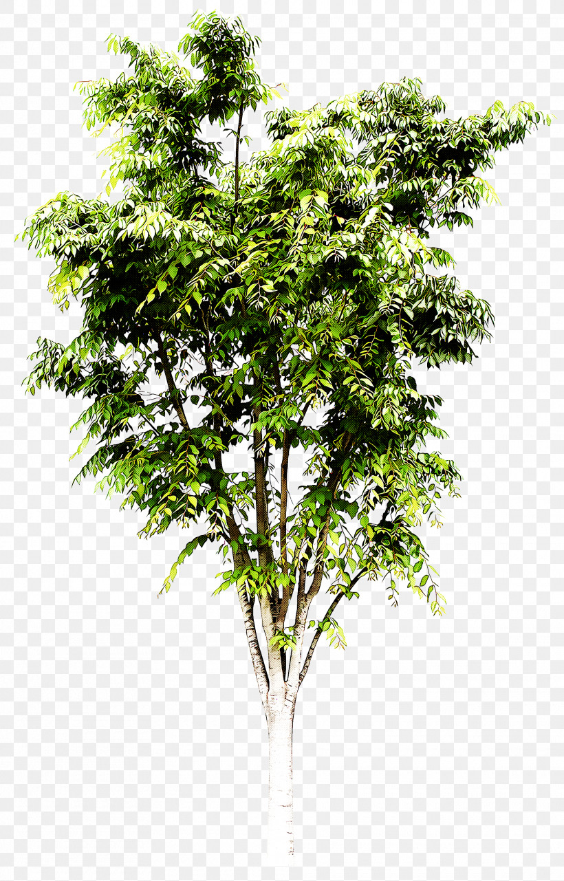 Tree Plant Woody Plant Flower Leaf, PNG, 1920x3000px, Tree, Branch, Flower, Grass, Leaf Download Free