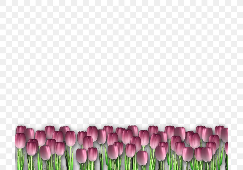 Tulip Picture Frames, PNG, 720x576px, Tulip, Blog, Blogger, Buddhahood, Flower Download Free