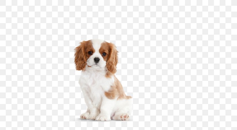 Cavalier King Charles Spaniel Puppy Lhasa Apso Pet Sitting, PNG, 580x450px, Cavalier King Charles Spaniel, Breed, Carnivoran, Cavachon, Cavapoo Download Free