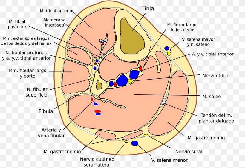 Crus Fibular Artery Human Anatomy, PNG, 1920x1322px, Watercolor, Cartoon, Flower, Frame, Heart Download Free
