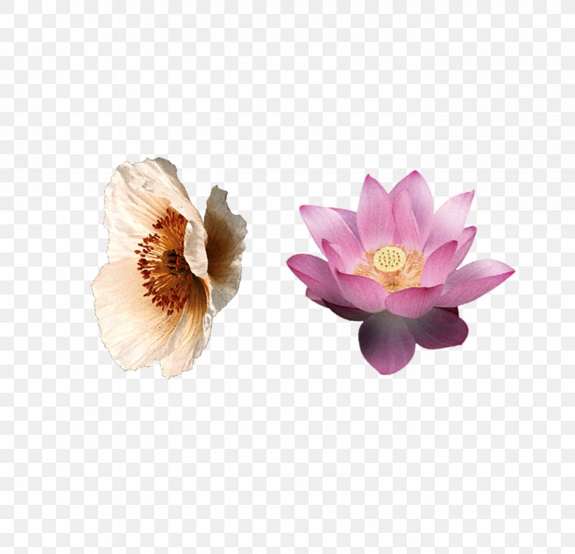 Flower Lilium Petal Pink, PNG, 2753x2653px, Flower, Blue, Color, Flowering Plant, Google Images Download Free