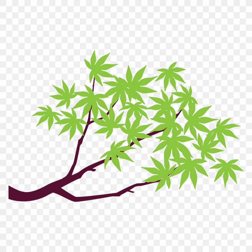 Maple Branch Maple Leaves Maple Tree, PNG, 1200x1200px, Maple Branch, Branch, Flower, Green, Hemp Family Download Free