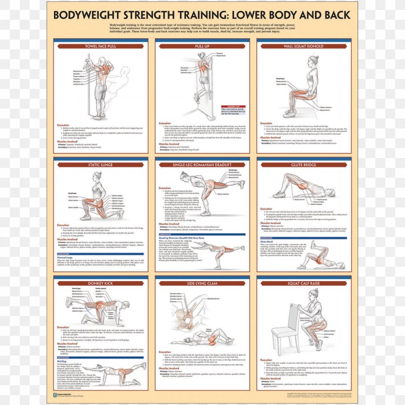 Muskel- Guide. Gezieltes Krafttraining. Anatomie Bodyweight Strength Training Anatomy Bodyweight Exercise, PNG, 1000x1000px, Bodyweight Exercise, Area, Endurance, Endurance Training, Exercise Download Free
