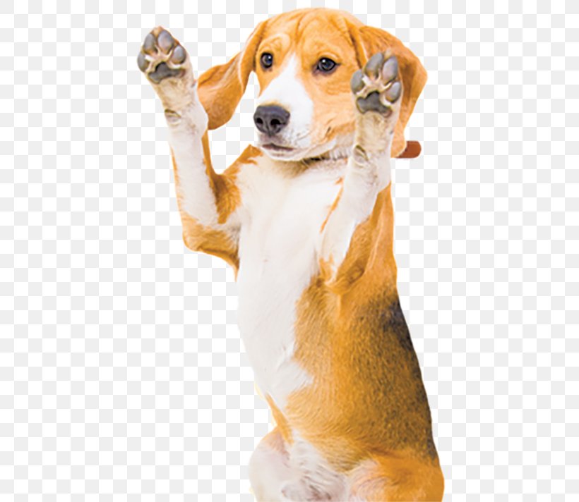 Scottish Fold Stock Photography Scottish Straight Pet Sitting Beagle, PNG, 500x712px, Scottish Fold, Beagle, Canidae, Carnivoran, Cat Download Free