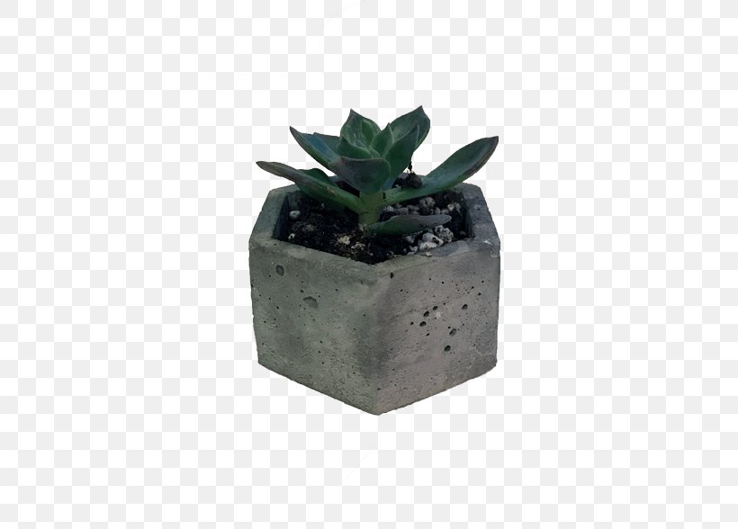 Succulent Plant Flowerpot Bird Echeveria Variegation, PNG, 600x588px, Succulent Plant, Alocasia, Bird, Bonsai, Desk Download Free