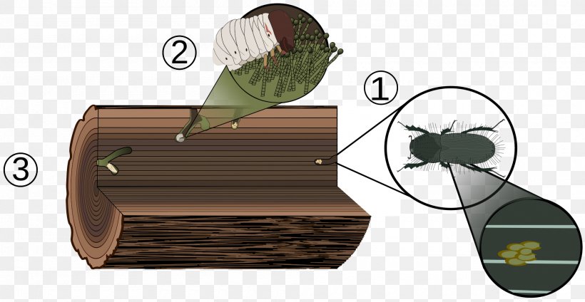 Ambrosia Beetle Biological Life Cycle Woodboring Beetle Larva, PNG, 2000x1035px, Beetle, Ambrosia Beetle, Biological Life Cycle, Buprestidae, Elytron Download Free