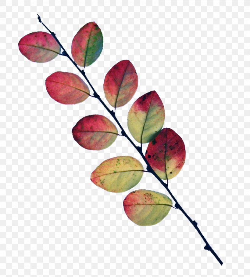 Leaf Twig Tree Petal Plant, PNG, 1600x1770px, Leaf, Branch, Branching, Fruit, Petal Download Free