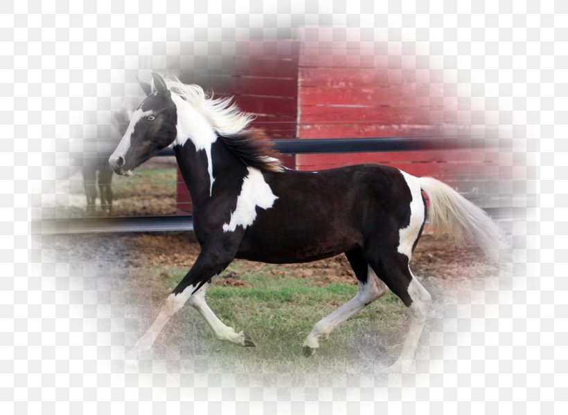 Stallion Mare Mustang Arabian Horse Pony, PNG, 729x600px, Stallion, Arabian Horse, Blog, Bridle, Filly Download Free