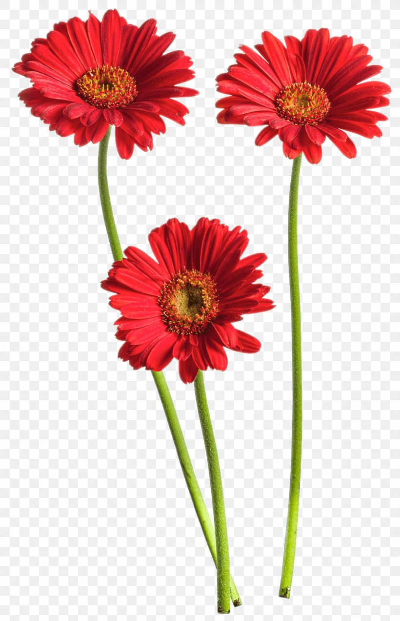 Transvaal Daisy Common Daisy Cut Flowers Red, PNG, 1024x1589px, Transvaal Daisy, Annual Plant, Blanket Flowers, Blue, Blume Download Free