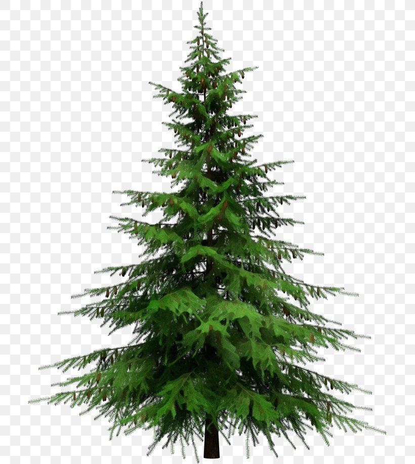 Tree Shortleaf Black Spruce Balsam Fir Columbian Spruce White Pine, PNG, 711x916px, Watercolor, Balsam Fir, Canadian Fir, Colorado Spruce, Columbian Spruce Download Free