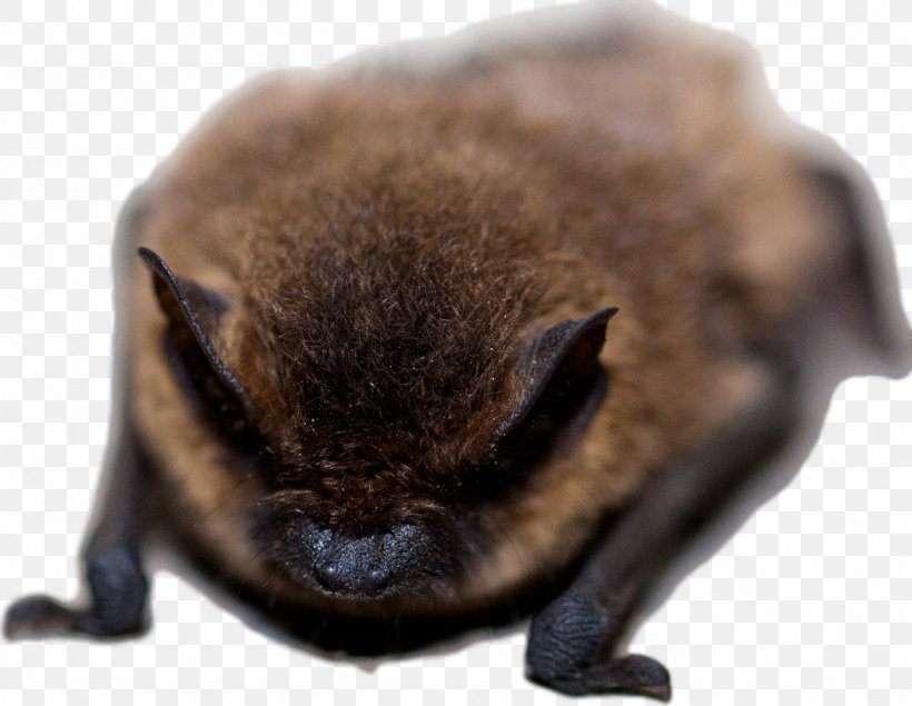 Bat Conservation International Nuisance Wildlife Management Michigan Bat Control, Inc. Common Pipistrelle, PNG, 1281x993px, Bat, Animal, Bat Conservation International, Brown Longeared Bat, Common Pipistrelle Download Free