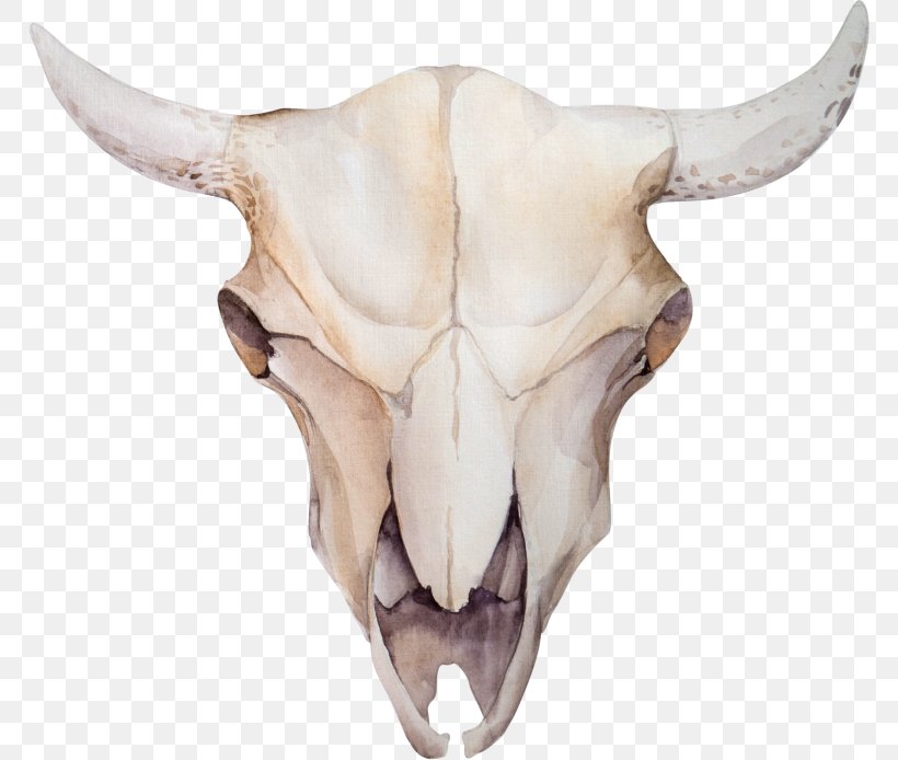 Cattle Stock Photography Skull Flower Floral Design, PNG, 768x694px, Cattle, Bohochic, Bone, Bull, Cattle Like Mammal Download Free
