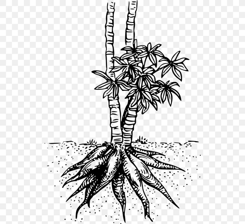 Palm Tree Drawing, PNG, 524x749px, Cassava, Arecales, Arrowroot, Blackandwhite, Branch Download Free