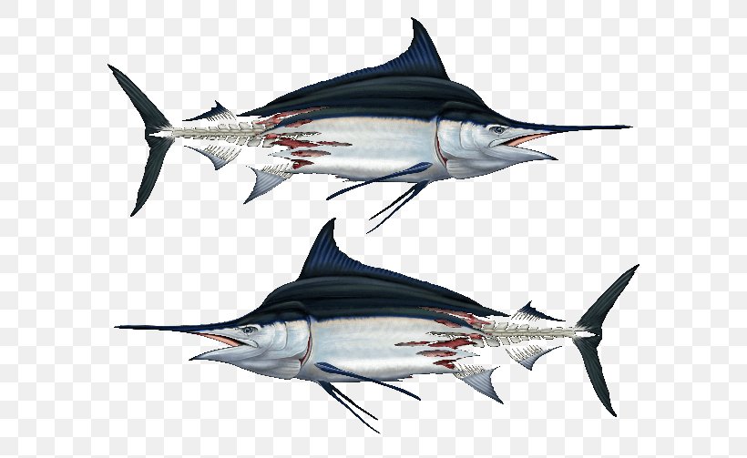 Swordfish Decal Tuna Clothing Fishing, PNG, 600x503px, Swordfish, Billfish, Biology, Boat, Bony Fish Download Free