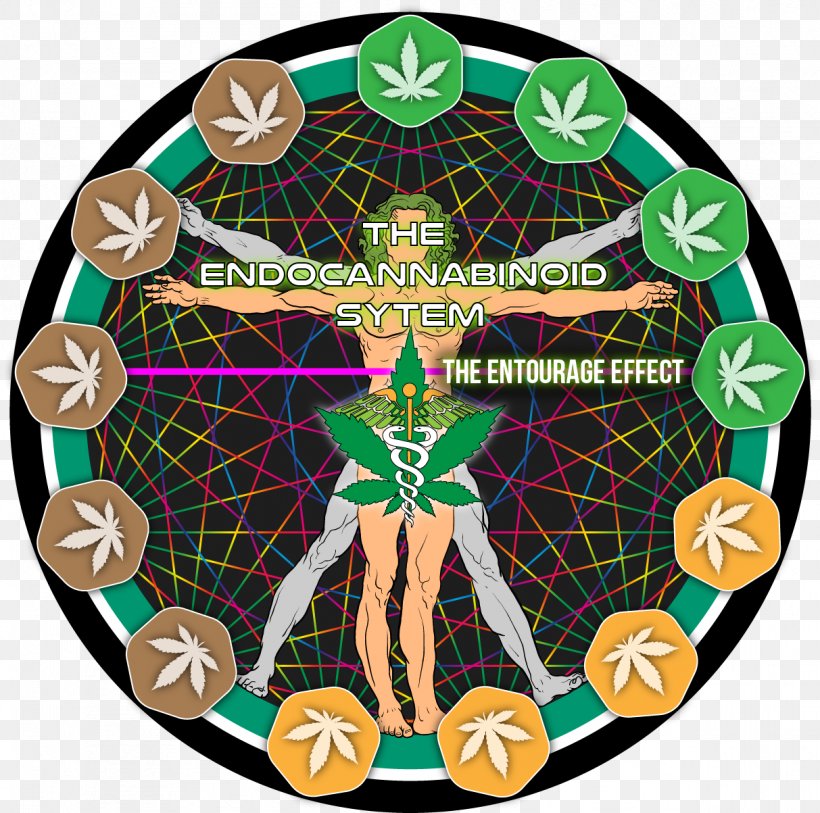 Tetrahydrocannabinol Entourage Effect Cannabinoid Cannabidiol Cannabis, PNG, 1213x1203px, Tetrahydrocannabinol, Anandamide, Cannabichromene, Cannabidiol, Cannabigerol Download Free