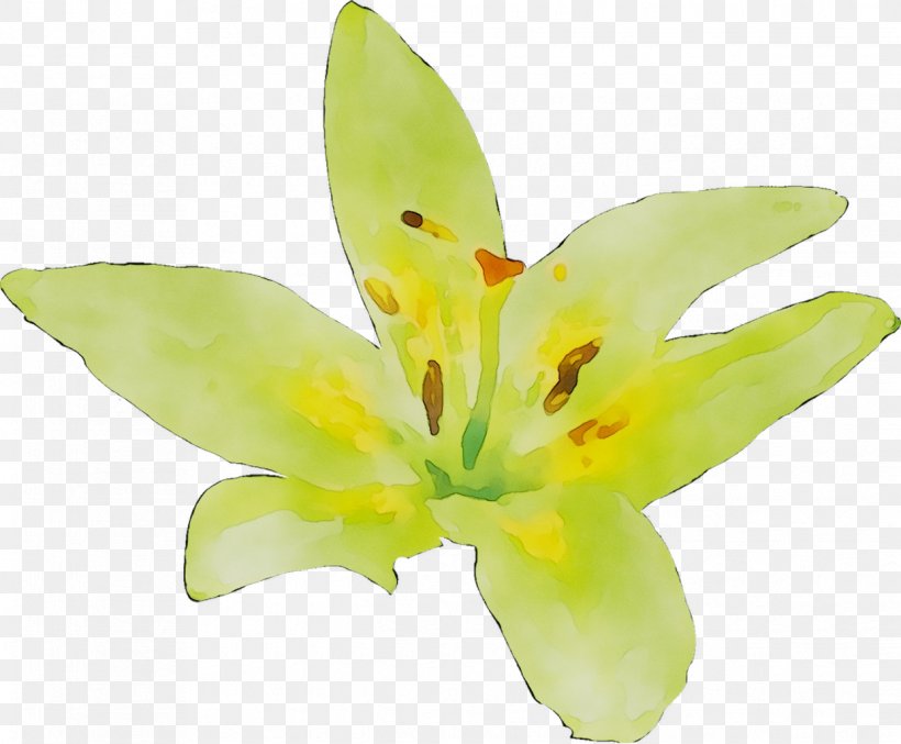 Yellow Lily M, PNG, 1242x1026px, Yellow, Artificial Flower, Botany, Cut Flowers, Daylily Download Free