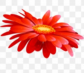 Flower - Cut Flowers Greeting & Note Cards Floral Design PNG