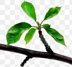 Evaluation Pack Twig Book MathsLinks: 1: Y7 Teacher's Plant Stem PNG