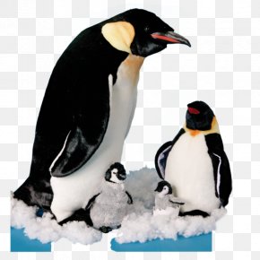Big Penguin - King Penguin Penguin Chick Stuffed Animals & Cuddly Toys Emperor Penguin Palaeeudyptinae PNG
