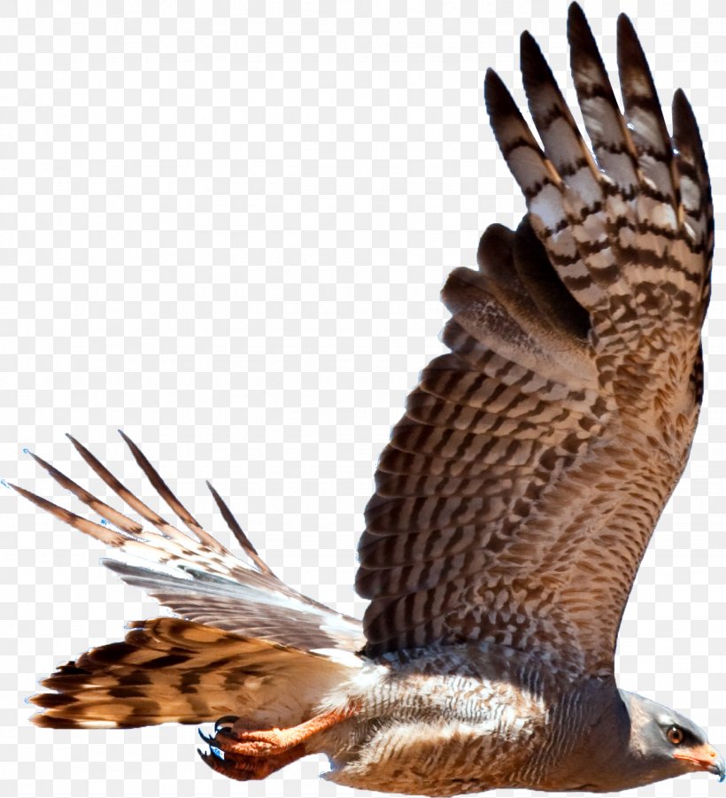 Bird Of Prey Hawk Accipitriformes Falcon, PNG, 1336x1469px, Bird, Accipitriformes, Animal, Beak, Bird Of Prey Download Free