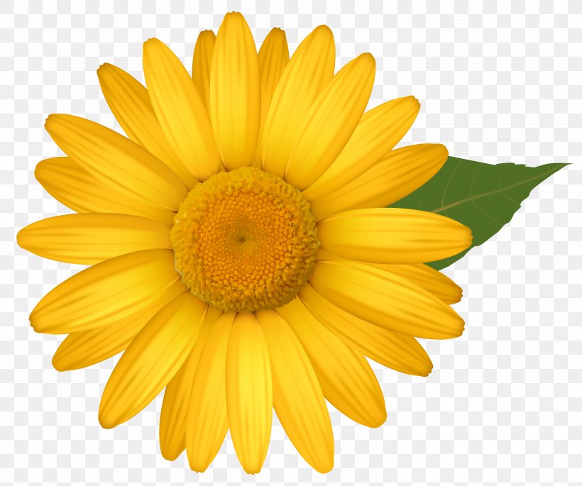 Common Daisy Flower Yellow Transvaal Daisy Clip Art, PNG, 6294x5265px, Common Daisy, Annual Plant, Chrysanthemum, Chrysanths, Color Download Free