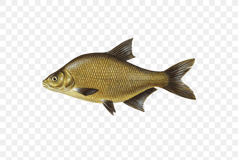 Fish Fish Carp Cyprinidae Bony-fish, PNG, 550x550px, Fish, Bonyfish, Carp, Cod, Cyprinidae Download Free
