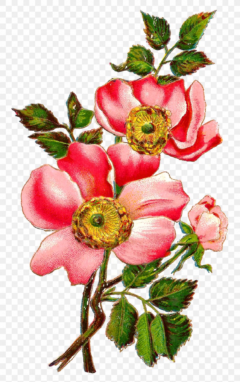Flower Centifolia Roses Field Rose Petal Floral Design, PNG, 959x1526px, Flower, Blossom, Branch, Bud, Centifolia Roses Download Free