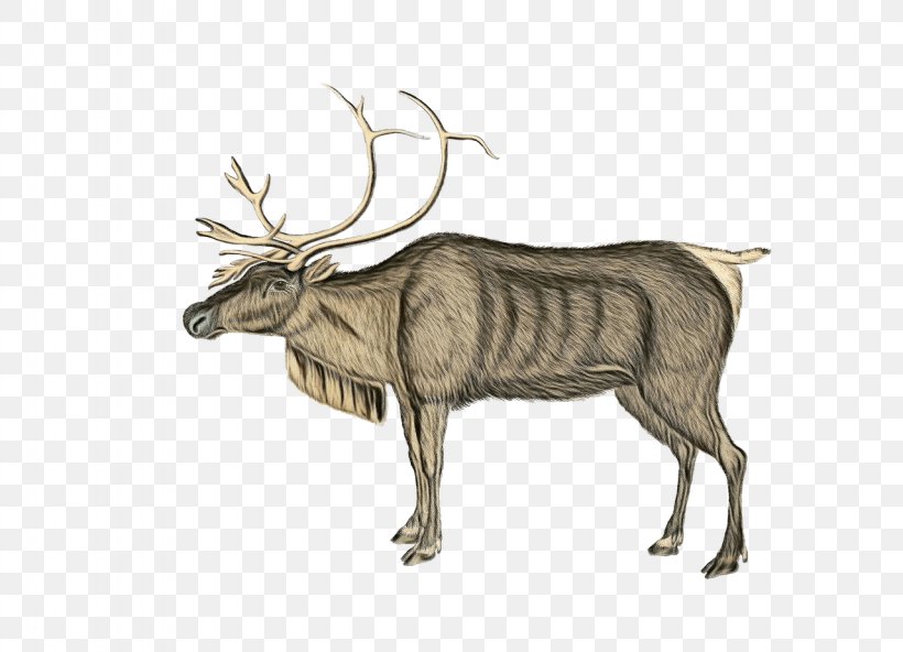 Reindeer, PNG, 1280x925px, Watercolor, Antler, Deer, Elk, Horn Download Free