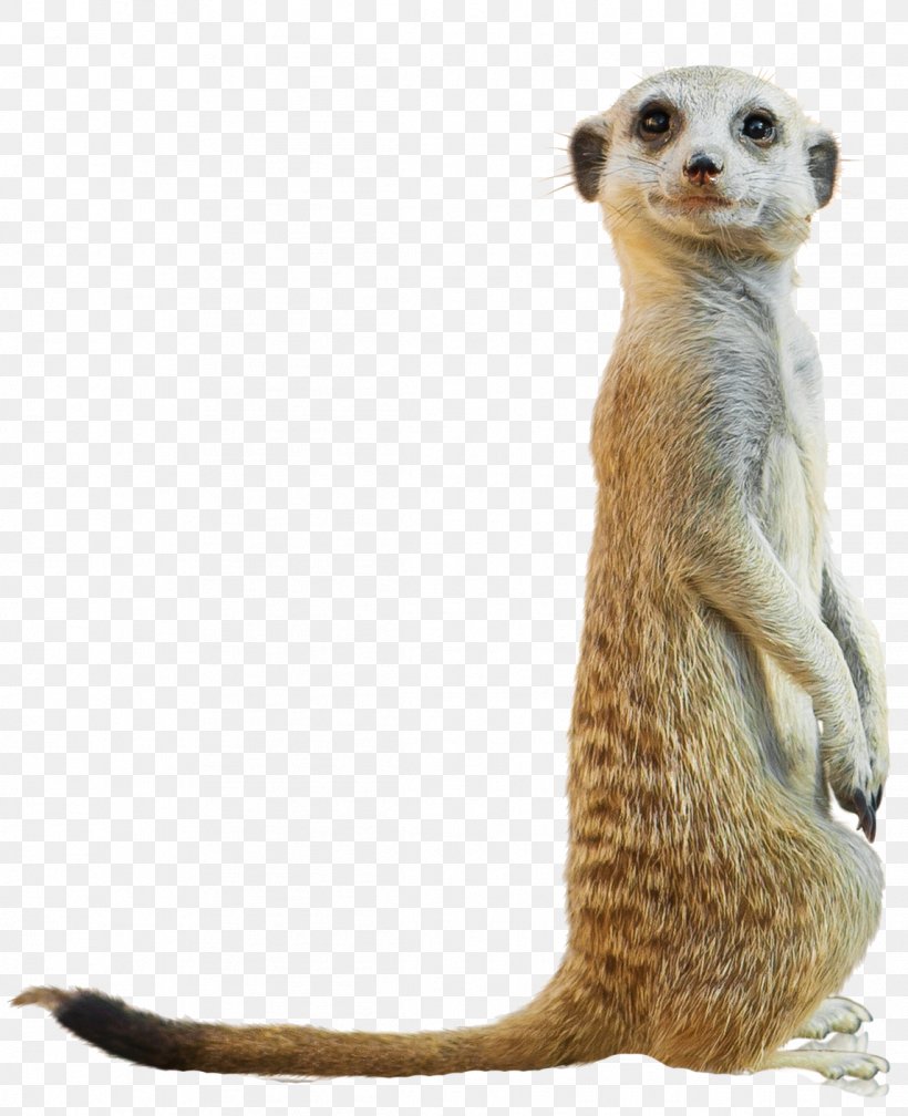 Compare The Meerkat San Diego Zoo Baboons Child, PNG, 1146x1410px, Meerkat, Animal, Baboons, Carnivoran, Child Download Free