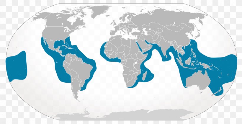 Tiger Shark Tiger Shark Shark Attack Great White Shark, PNG, 1280x657px, Shark, Blacknose Shark, Blue, Carcharhinus Amblyrhynchos, Earth Download Free