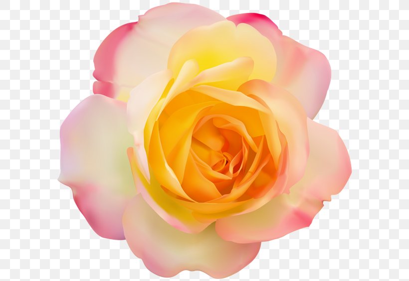 Yellow Clip Art, PNG, 600x564px, Yellow, China Rose, Close Up, Cut Flowers, Drawing Download Free