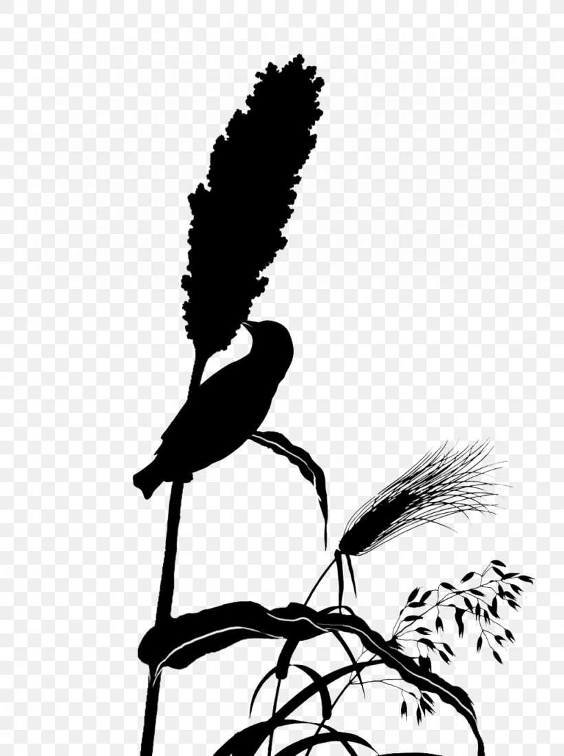 Download, PNG, 1024x1372px, Wheat, Beak, Bird, Black And White, Broomcorn Download Free